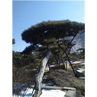 山东莱芜盆景0 