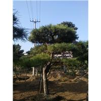 莱芜景观松 