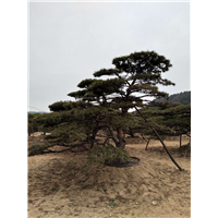 造型黑松图片|造型黑松样板图|造型黑松效果图 