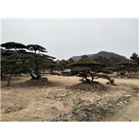 山东18公分造型油松20公分造型油松25公分造型油松28公分造型油松 