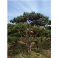 造型景观松基地 