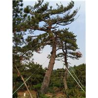 造型油松|造型油松价格|造型油松基地 