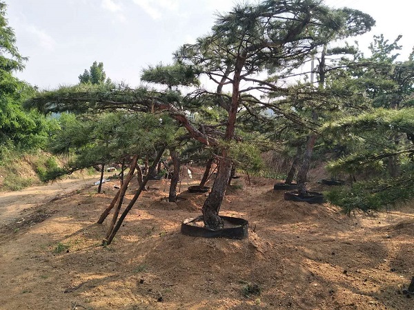 山东造型油松 