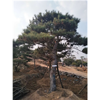造型油松_厂家直销 