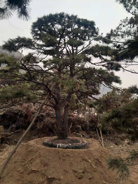 造型油松, 造型油松价格_批发_行情 