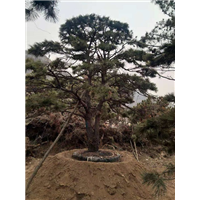 造型油松, 造型油松价格_批发_行情 