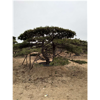 造型松|景观松|造型黑松|造型油松 