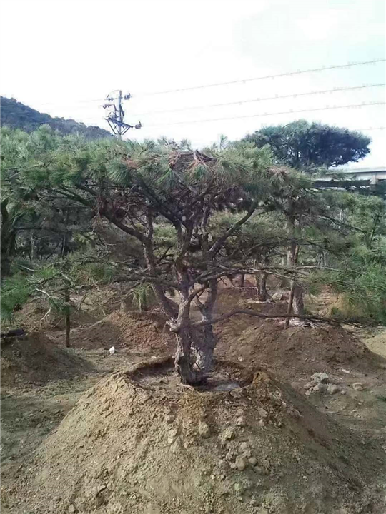 造型景观松 