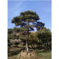 莱芜景观松 