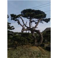 山东景观松 