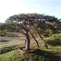 山东景观松 