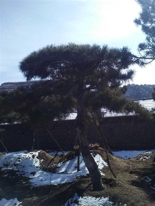 山东造型松 