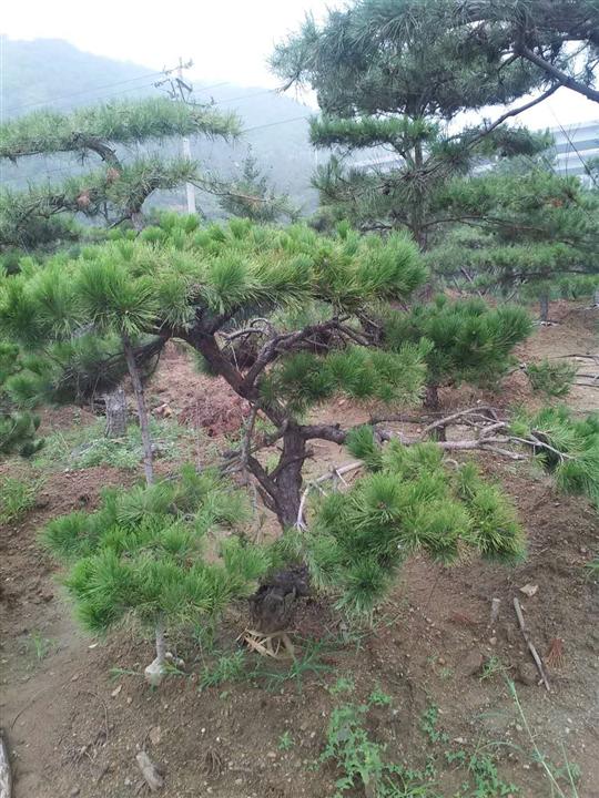 莱芜景观松 