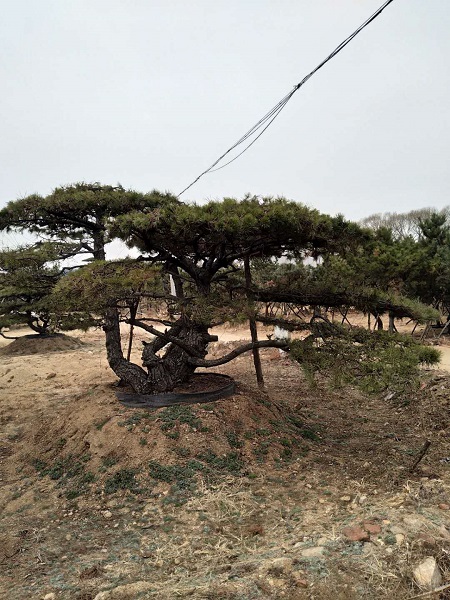 造型松价格_景观松价格_造型油松价格_造型黑松价格 