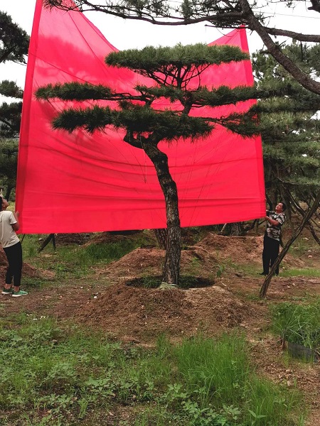 造型景观松价格