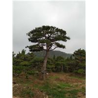 造型油松|造型油松价格|造型油松基地 