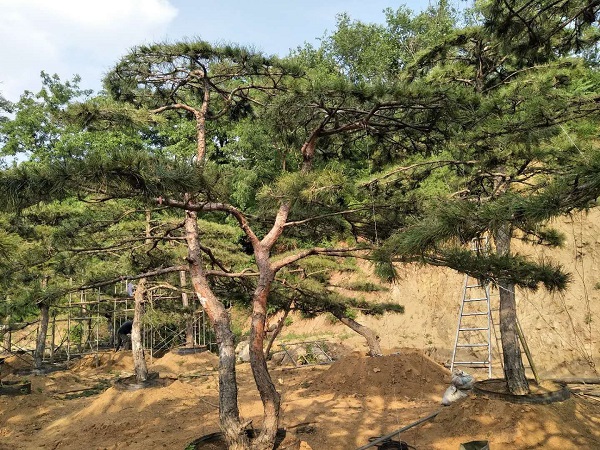 泰山景观松 