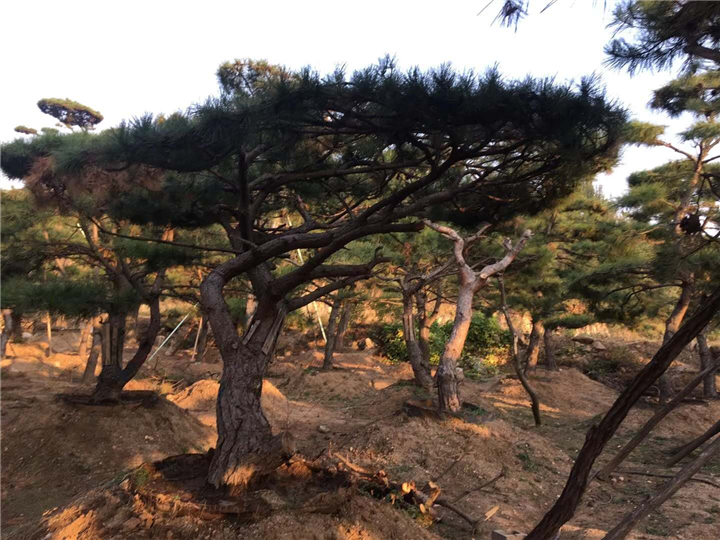 园林景观中常用的造型景观松 