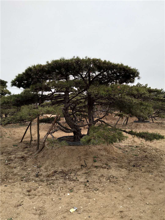 造型松|景观松|造型黑松|造型油松 