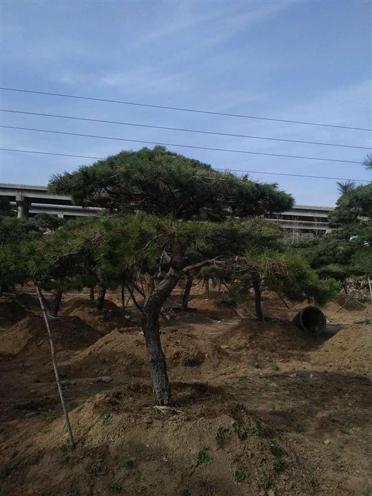 造型松 