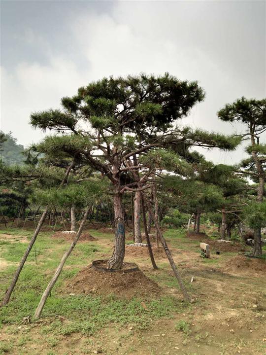 造型油松|造型油松价格|造型油松基地 