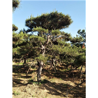 造型油松规格