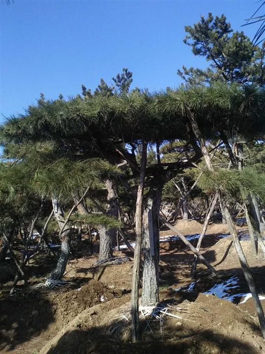 山东莱芜景观松 