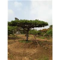 造型油松|造型油松价格|造型油松基地 