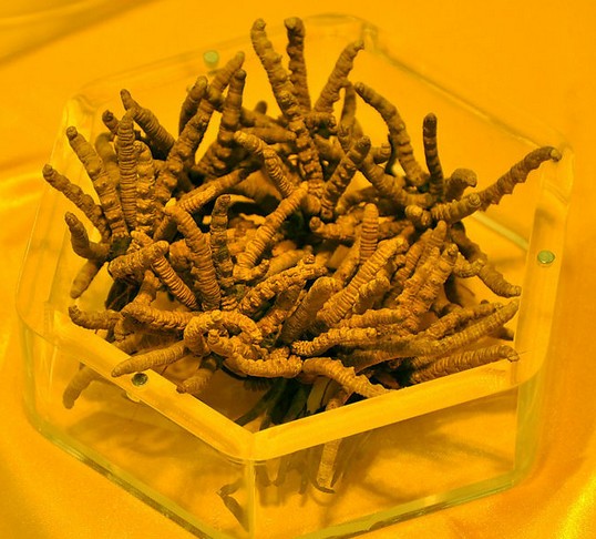 襄阳万达冬虫夏草回收 襄阳冬虫夏草回收 