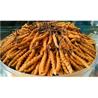 乐山虫草回收，乐山回收虫草，乐山市冬虫夏草回收店