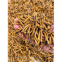 仁寿虫草回收，仁寿回收虫草，仁寿县冬虫夏草回收公司