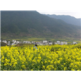 婺源旅游包车 