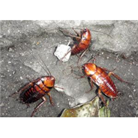 烟台灭虫