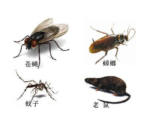 烟台灭老鼠