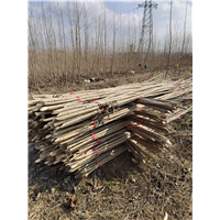 湖北丹红杨哪里有批发基地