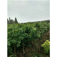 湖北金丝楠木大苗￥潜江金丝楠木大苗