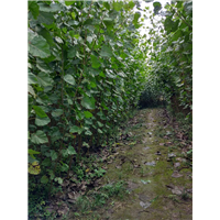 湖北白杨苗%潜江杨树苗