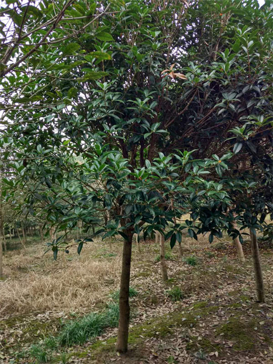 湖北八月桂￥潜江八月桂基地