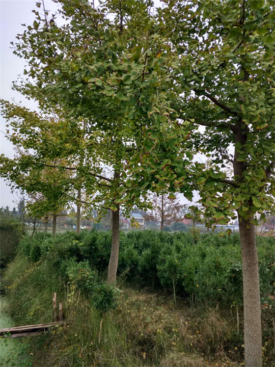 湖北银杏树￥潜江银杏树