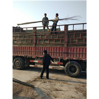 湖北杨树苗装车￥潜江杨树苗