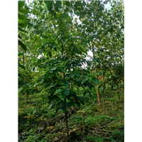 湖北金丝楠木大苗￥潜江金丝楠木大苗