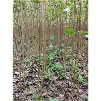 湖北白杨树苗%潜江杨树苗