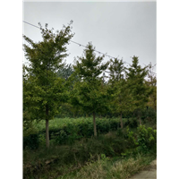 湖北银杏树￥潜江银杏树