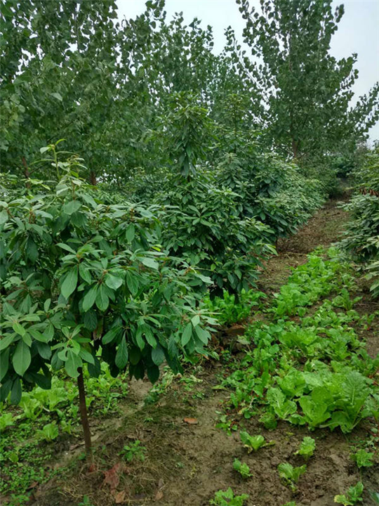 湖北金丝楠木大苗￥潜江金丝楠木大苗