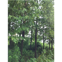 湖北水杉树￥潜江水杉基地