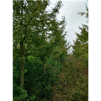 湖北银杏树￥潜江银杏树