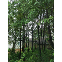 湖北水杉树￥潜江水杉基地