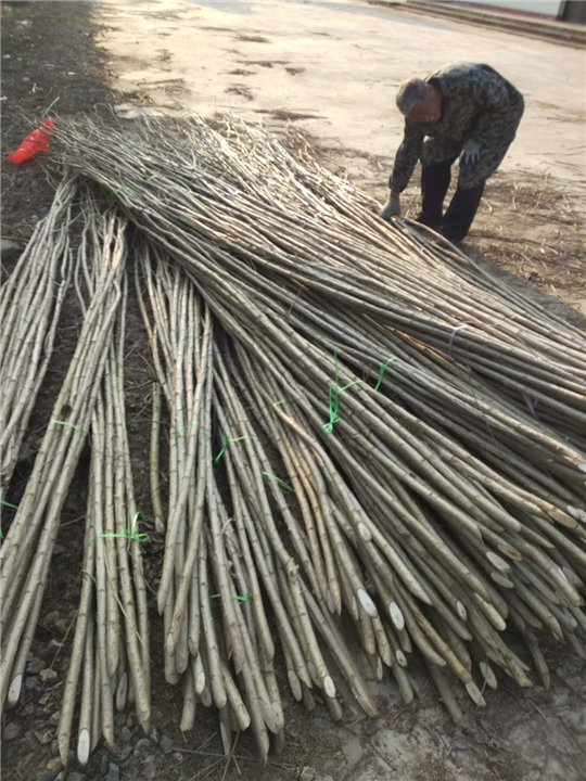 湖北杨树苗装车￥潜江杨树苗