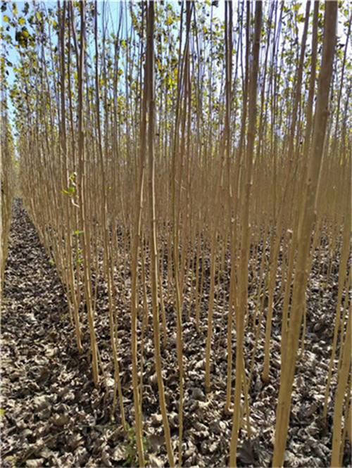 4.5米高丹红杨种植基地