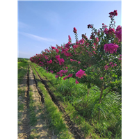 湖北紫薇批发基地